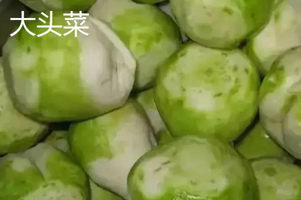 大头菜是甘蓝吗