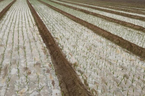 大青棵蒜品种介绍，种植要点