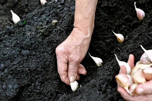 大青棵蒜品种介绍，种植要点