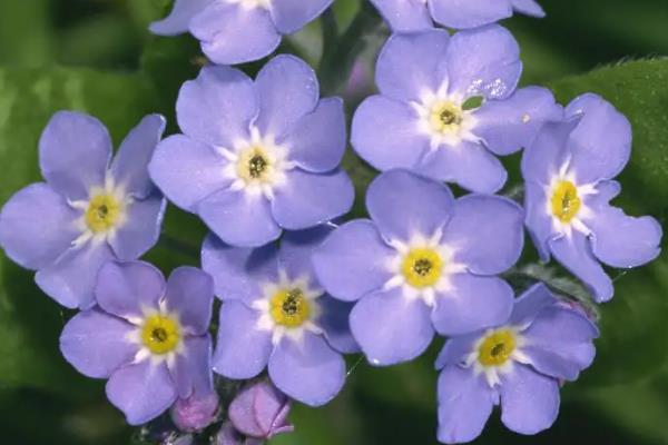 代表永恒的花