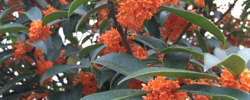 丹桂什么时候开花？种植几年开花？不开花怎么办