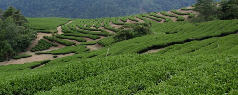 低产茶园怎么改造才能提高效益，可采取深翻土壤、多施有机肥等措施